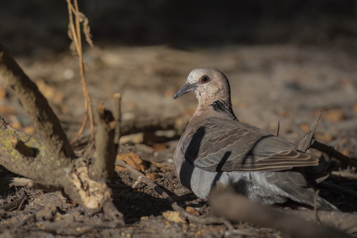 Red-eyed Dove - ML642864869