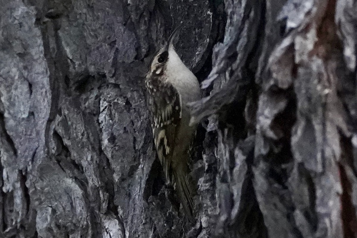 Brown Creeper - ML642864871