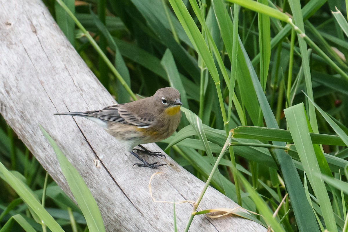 Yellow-rumped Warbler - ML642864874