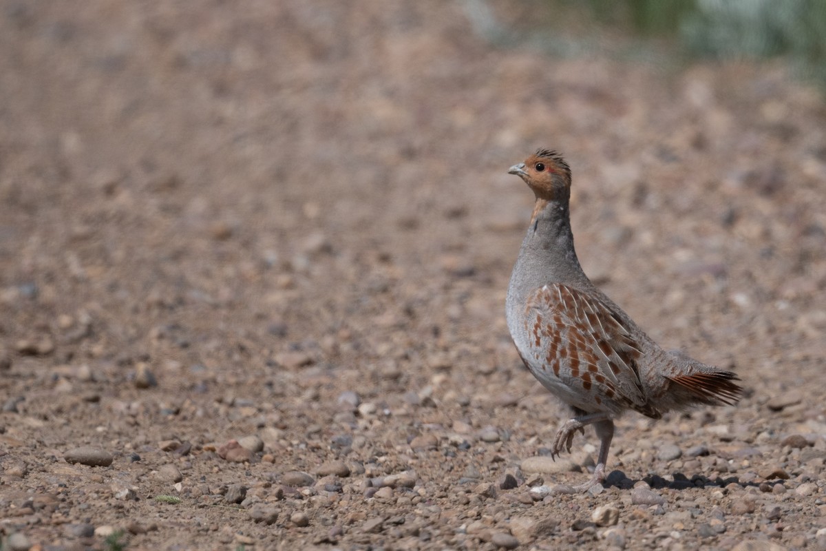 Gray Partridge - ML642864886