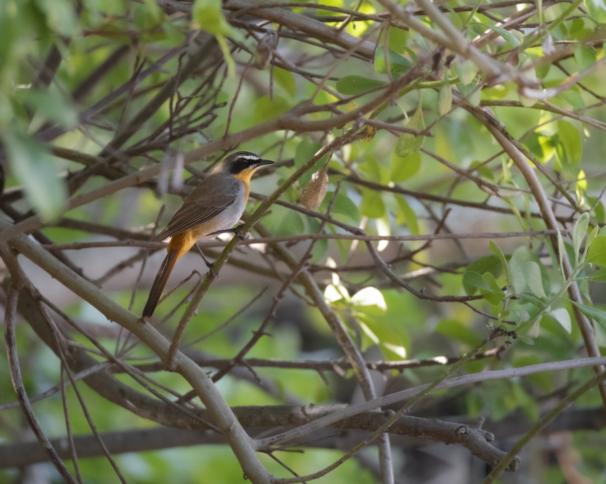 Cape Robin-Chat - ML642864893