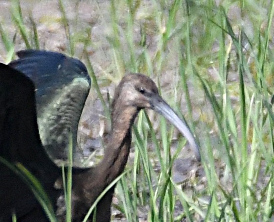 Glossy/White-faced Ibis - ML642864894