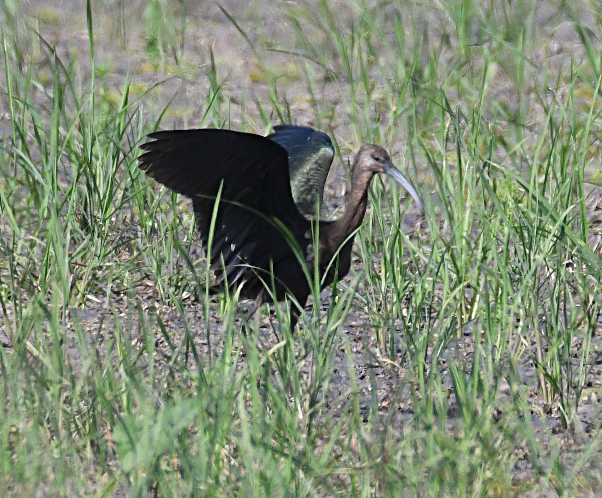 Glossy/White-faced Ibis - ML642864895