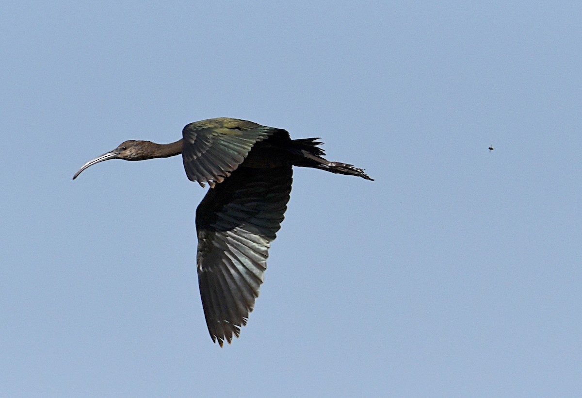 Glossy/White-faced Ibis - ML642864896