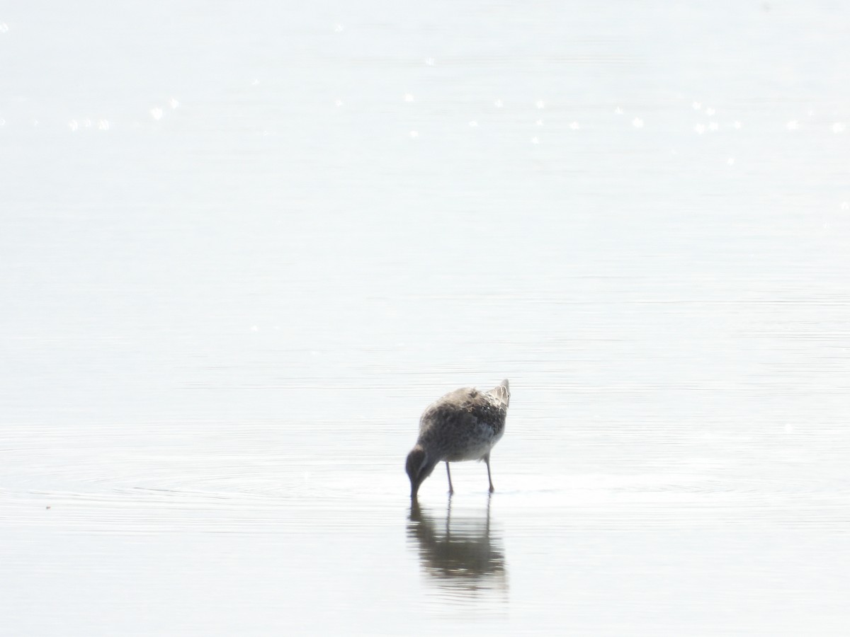 Stilt Sandpiper - ML642864898