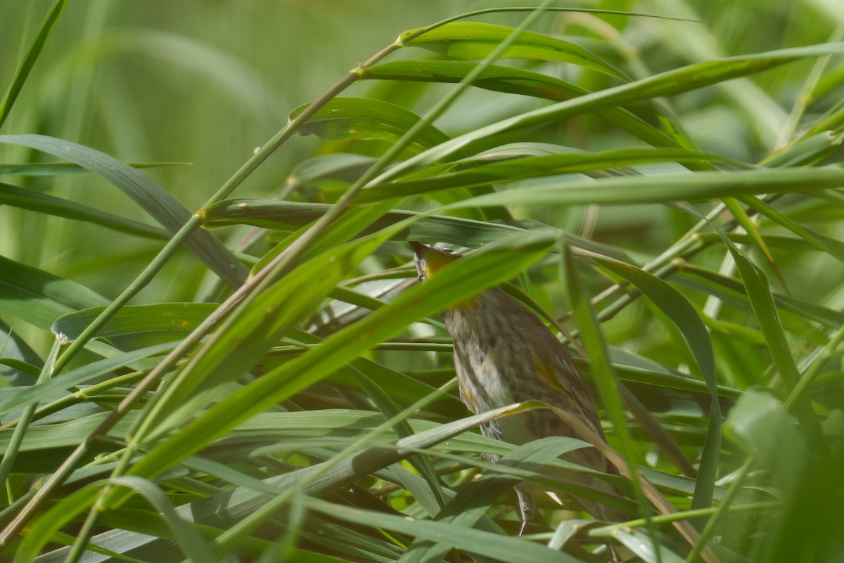 Yellow-rumped Warbler - ML642864901