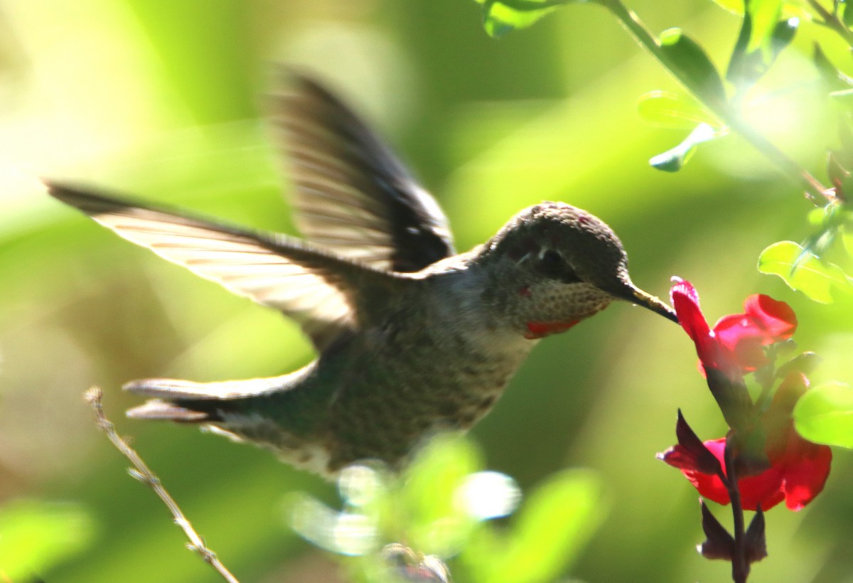 Anna's Hummingbird - ML642864919