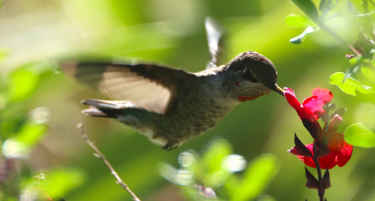 Anna's Hummingbird - ML642864920
