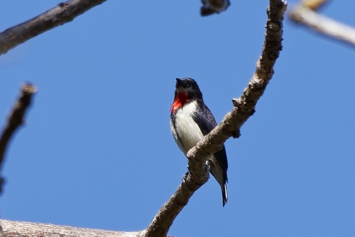 Red-chested Flowerpecker - ML642864921