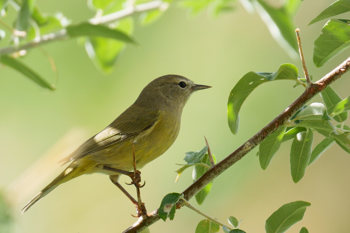 Orange-crowned Warbler - ML642864935
