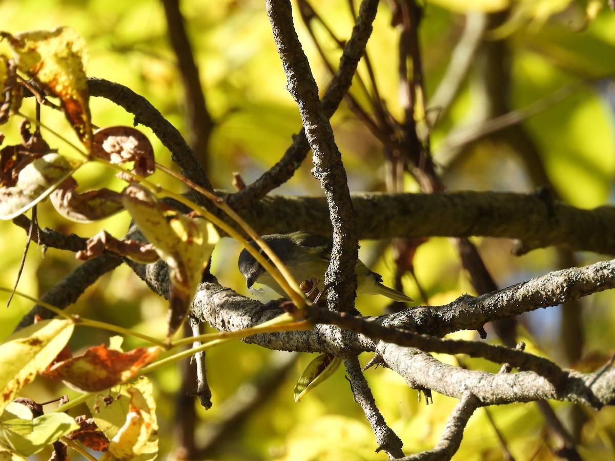 Blue-headed Vireo - ML642864941