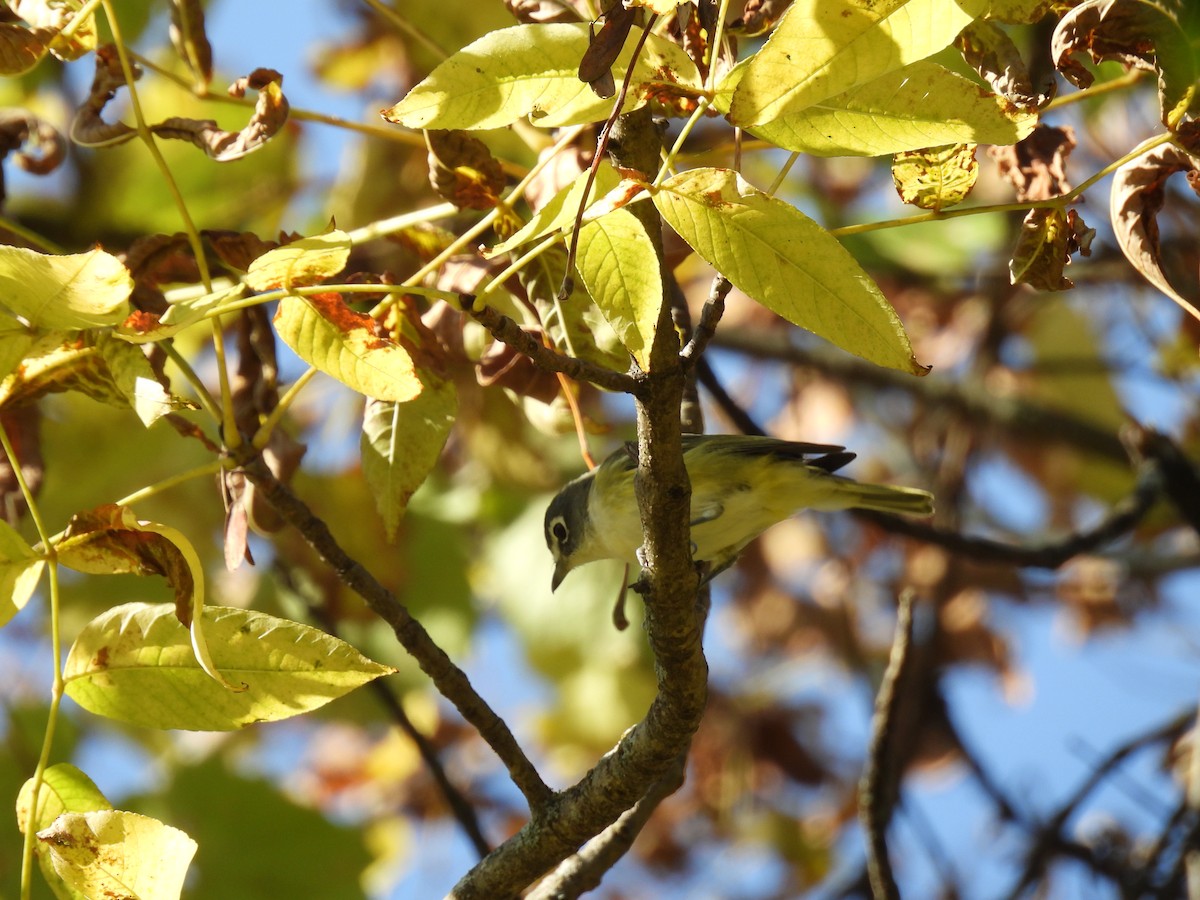 Blue-headed Vireo - ML642864942