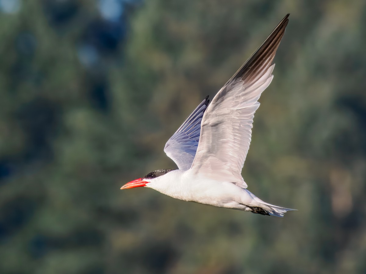 Caspian Tern - ML642864945