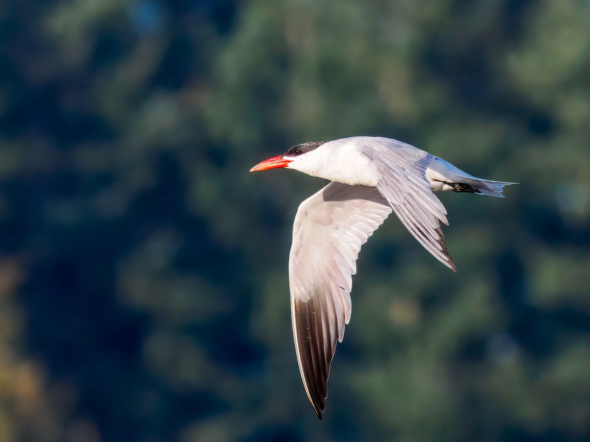 Caspian Tern - ML642864946