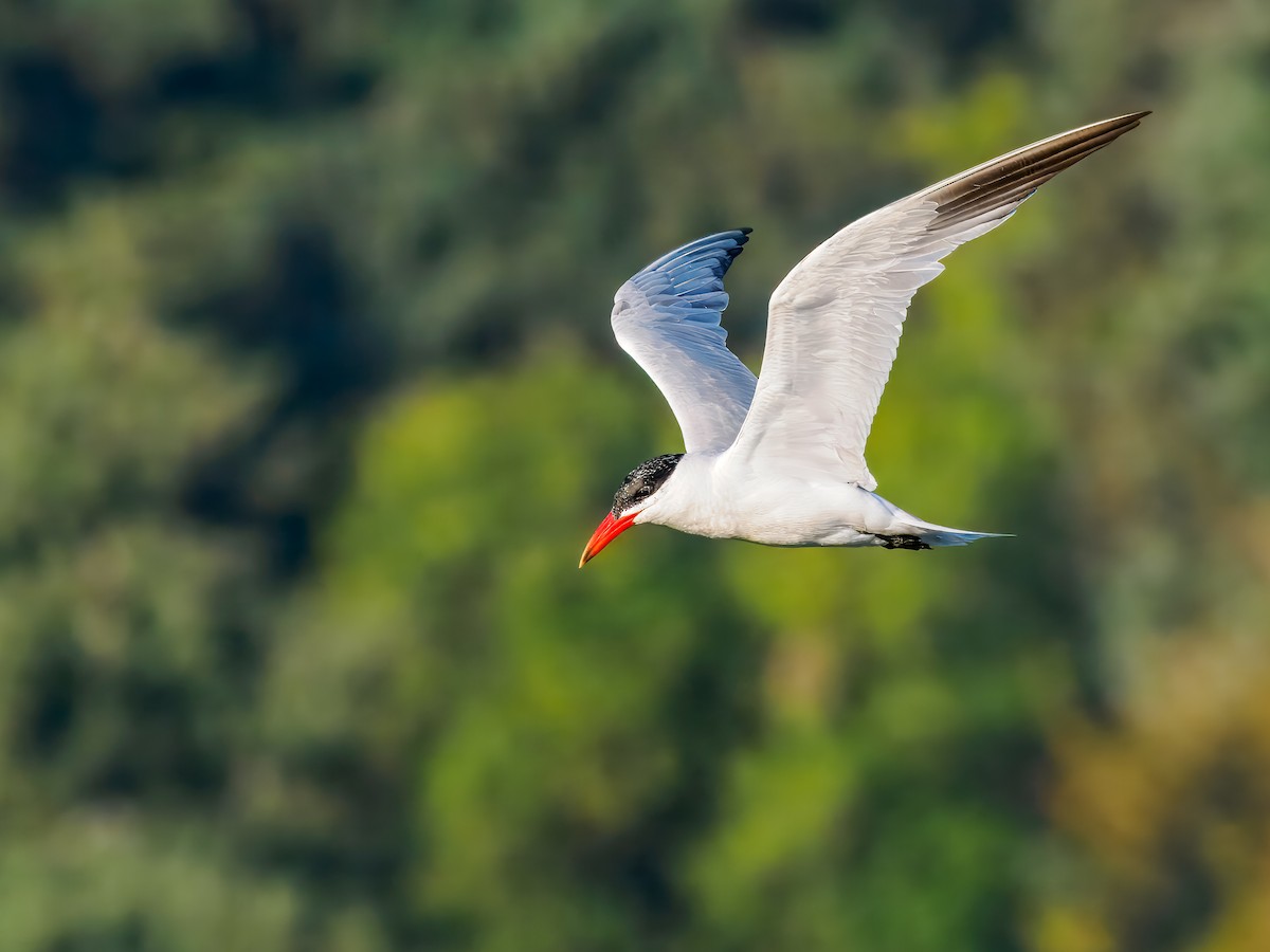Caspian Tern - ML642864947