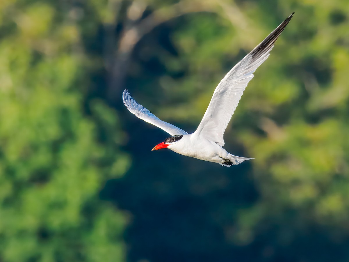 Caspian Tern - ML642864948