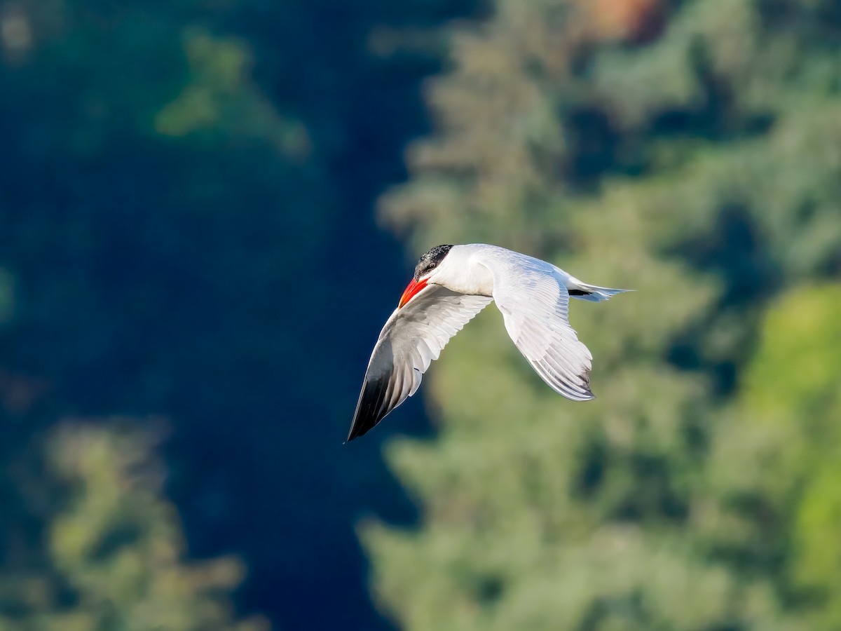 Caspian Tern - ML642864949