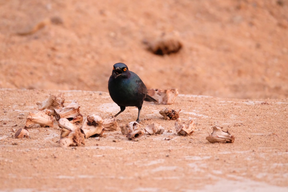 Cape Starling - ML642864957