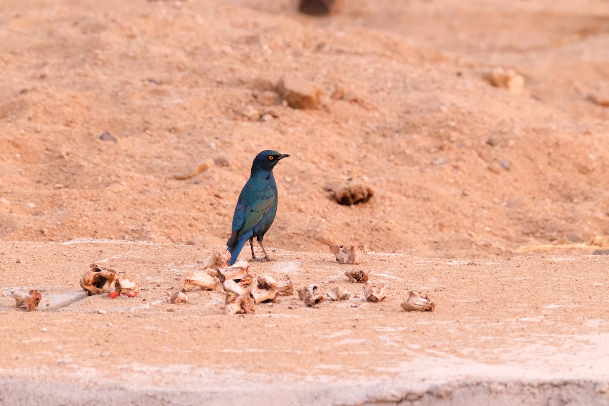 Cape Starling - ML642864960
