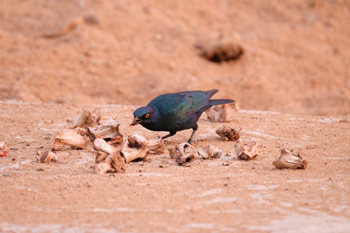 Cape Starling - ML642864962