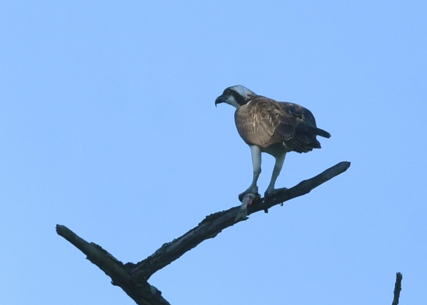 Osprey - ML642864966