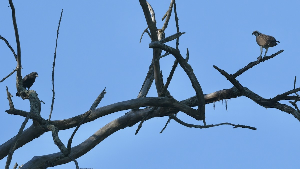 Osprey - ML642864967