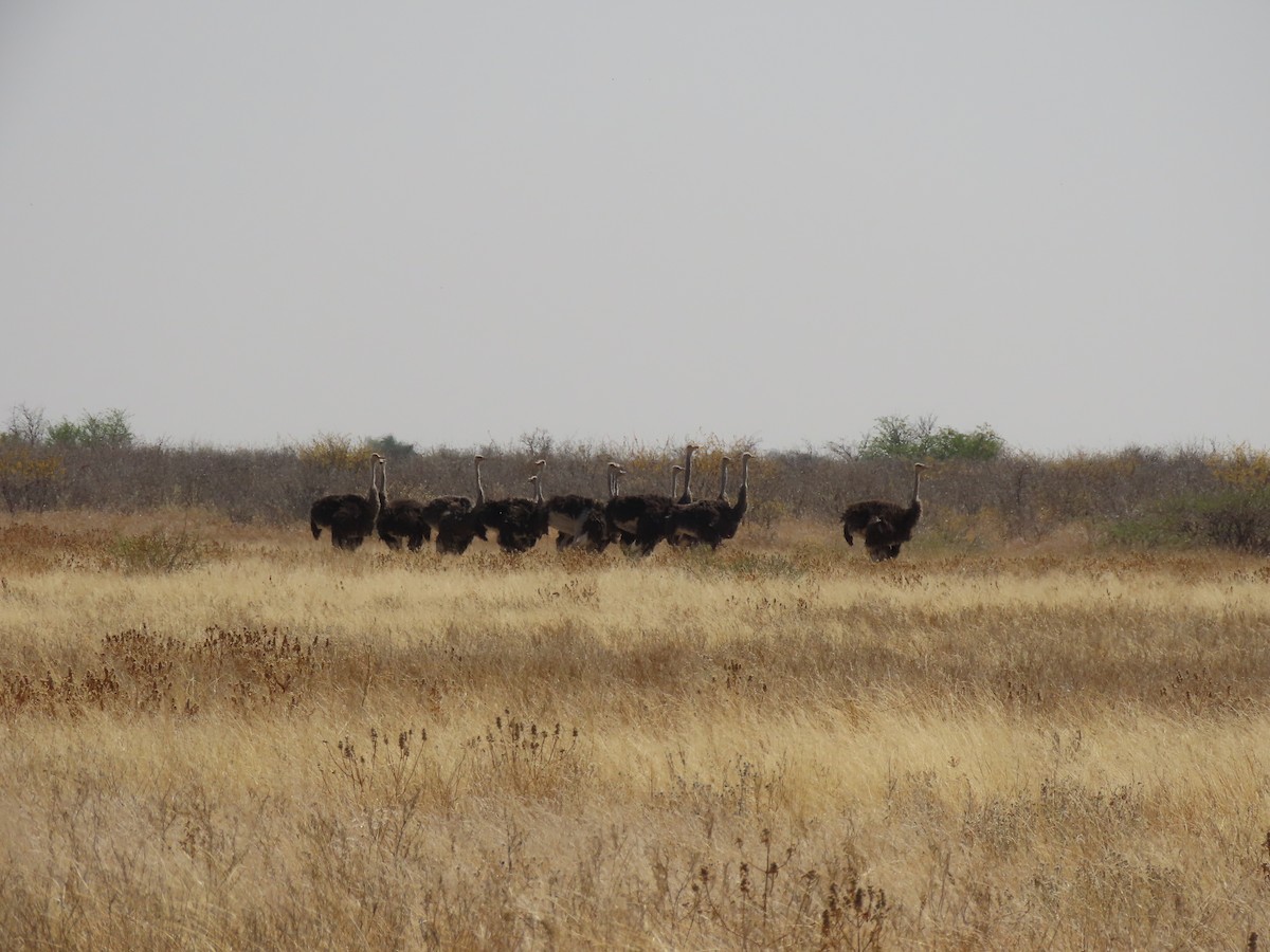 Common Ostrich - ML642864969