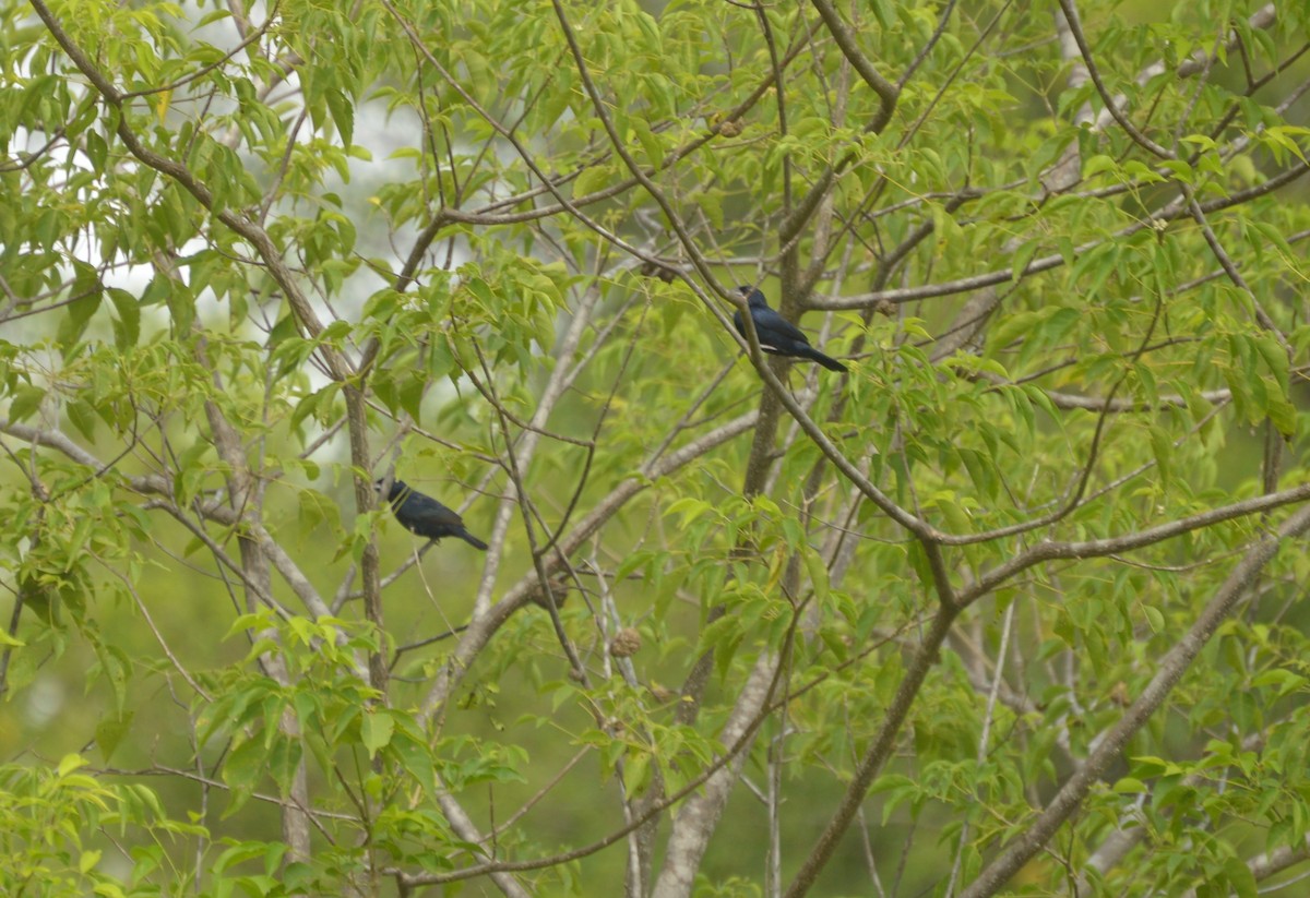 Blue-black Grassquit - ML642865001