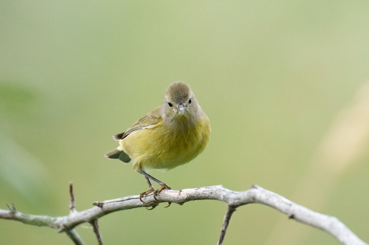 Orange-crowned Warbler - ML642865008