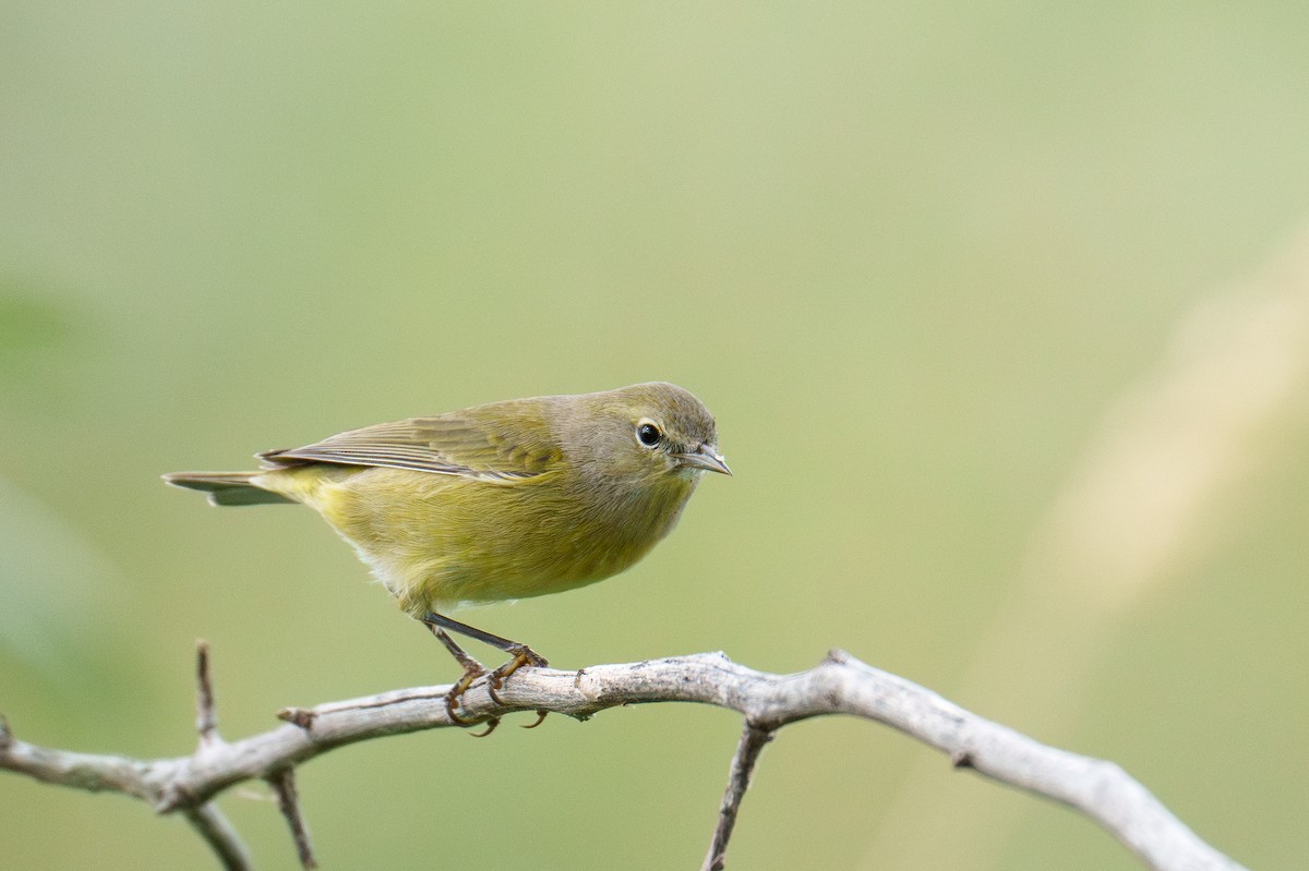 Orange-crowned Warbler - ML642865010