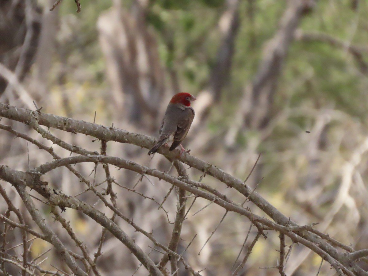 Red-headed Finch - ML642865044