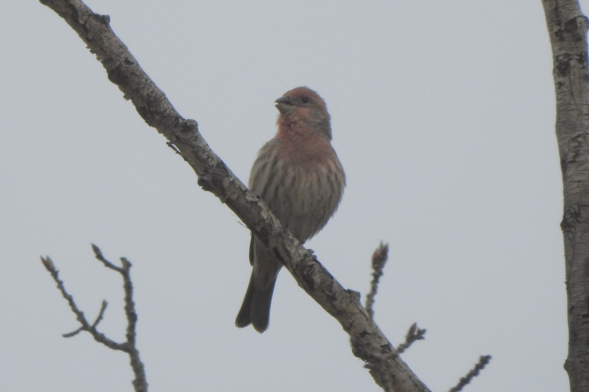 House Finch - ML642865045