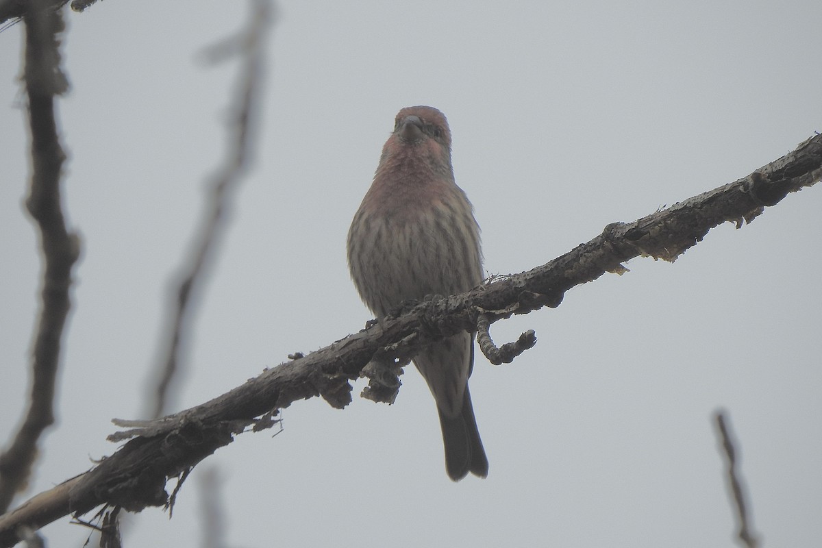 House Finch - ML642865046