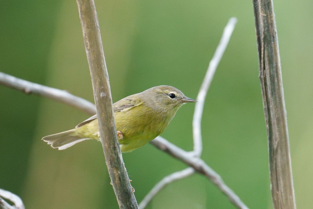 Orange-crowned Warbler - ML642865051
