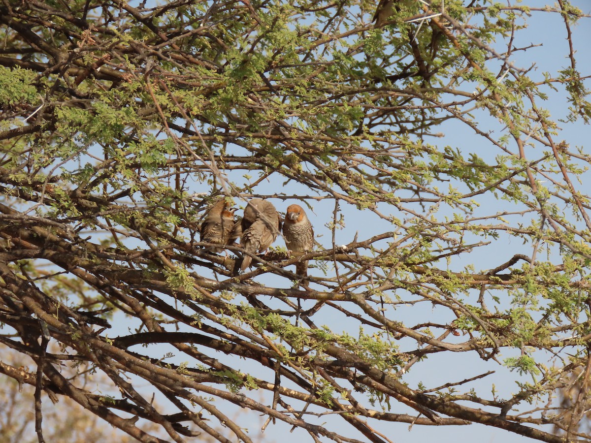 Red-headed Finch - ML642865052