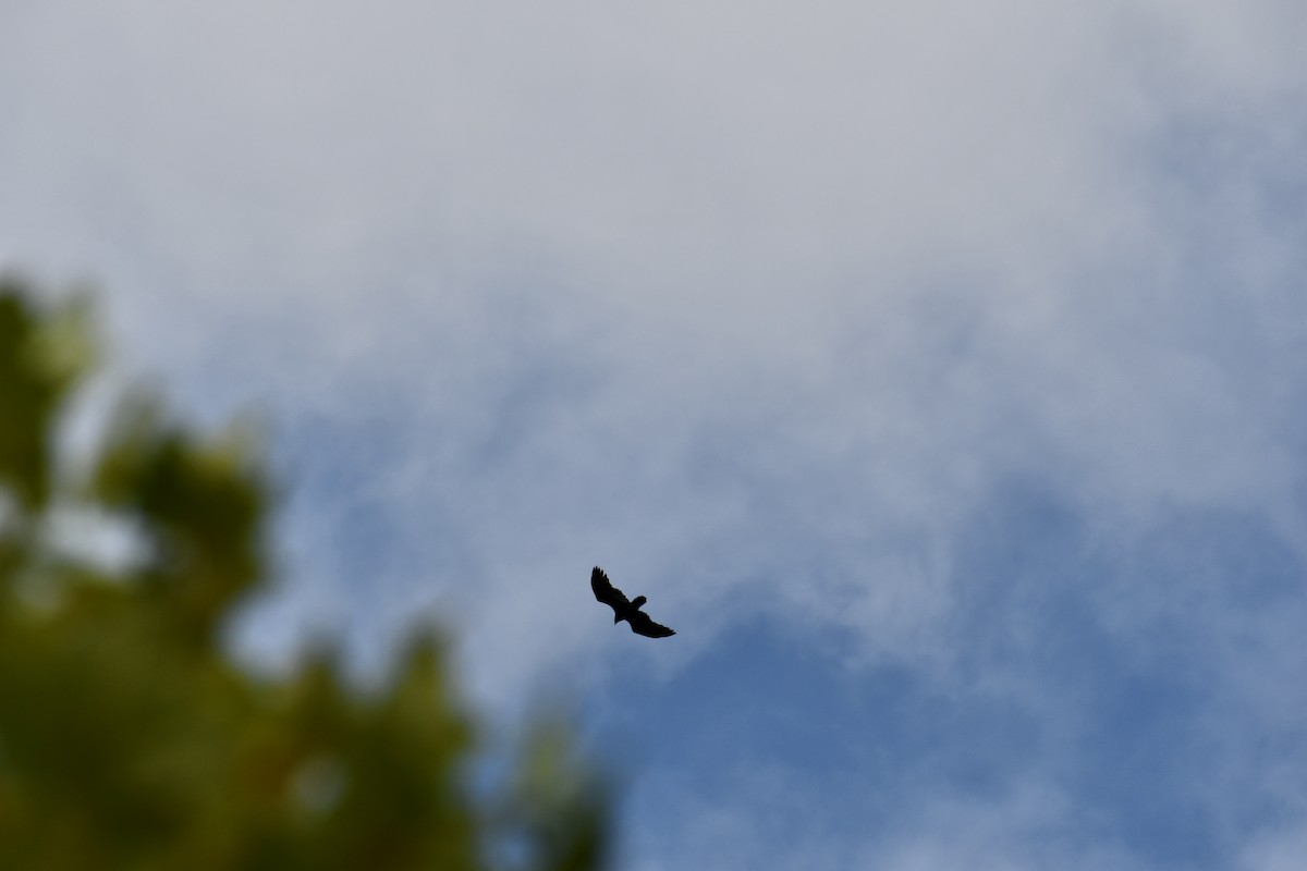 Turkey Vulture - ML642865067