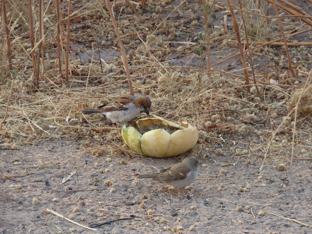 Gorrión Grande - ML642865068