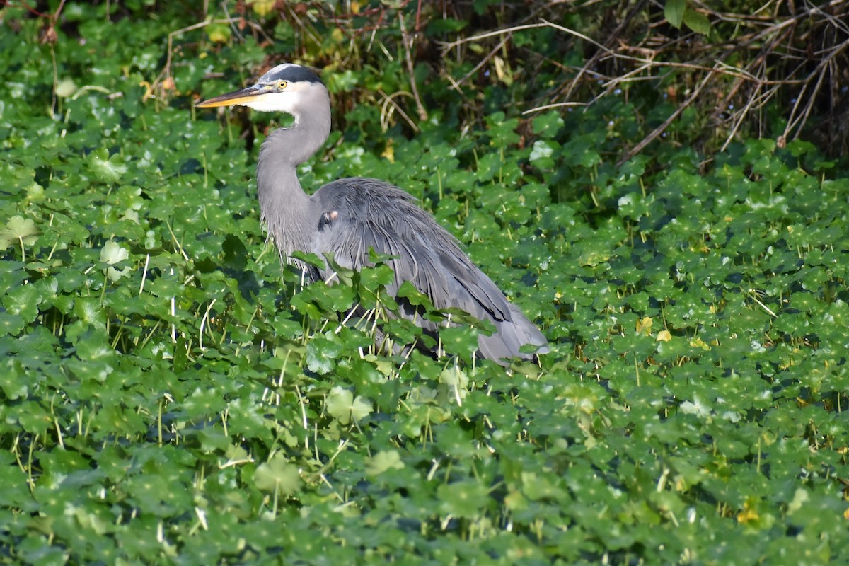 Great Blue Heron - ML642865090