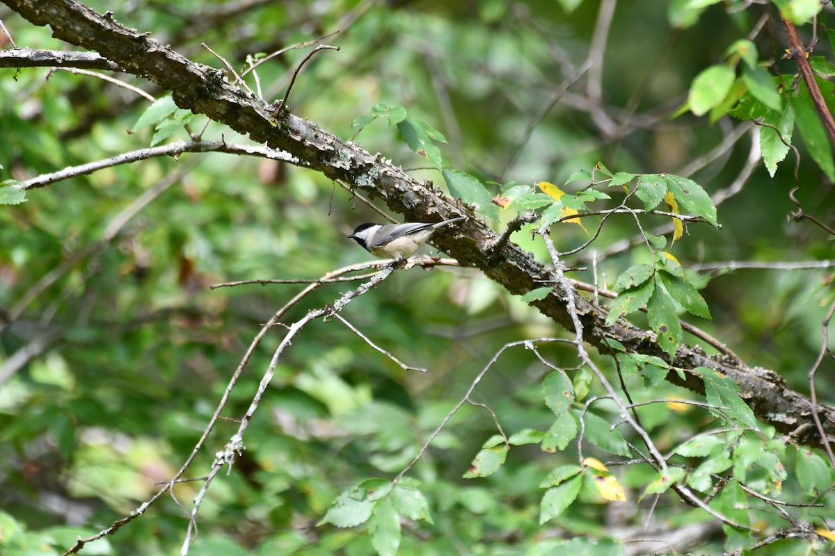 Carolina Chickadee - ML642865097