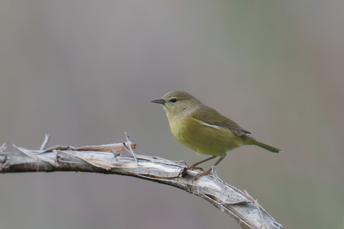 Orange-crowned Warbler - ML642865100
