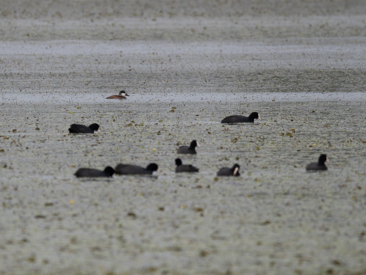Ruddy Duck - ML642865101