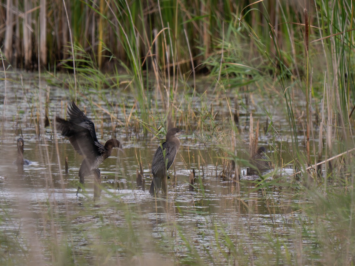 Pygmy Cormorant - ML642865108