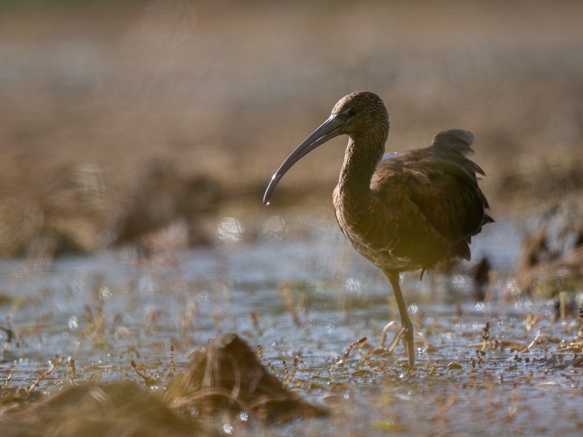 Glossy Ibis - ML642865110