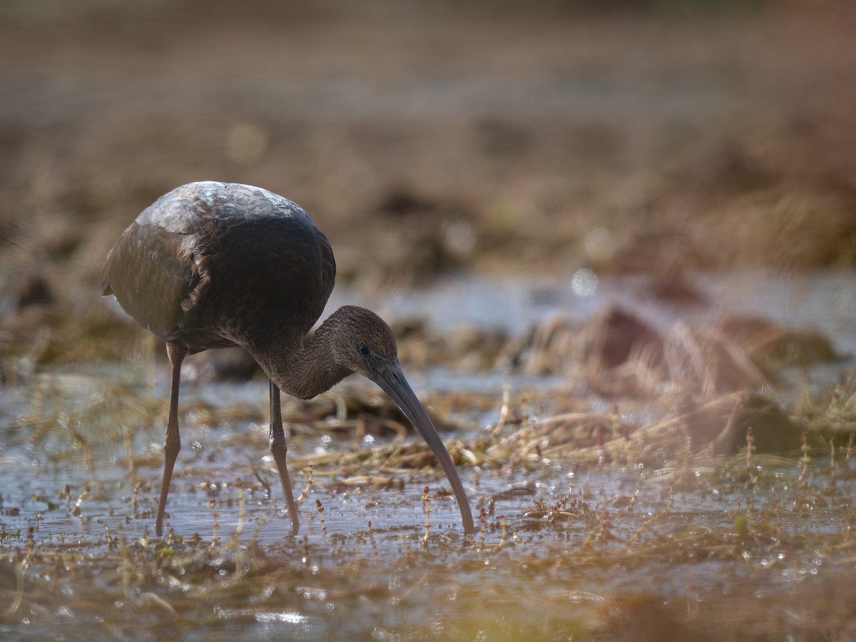 Glossy Ibis - ML642865114