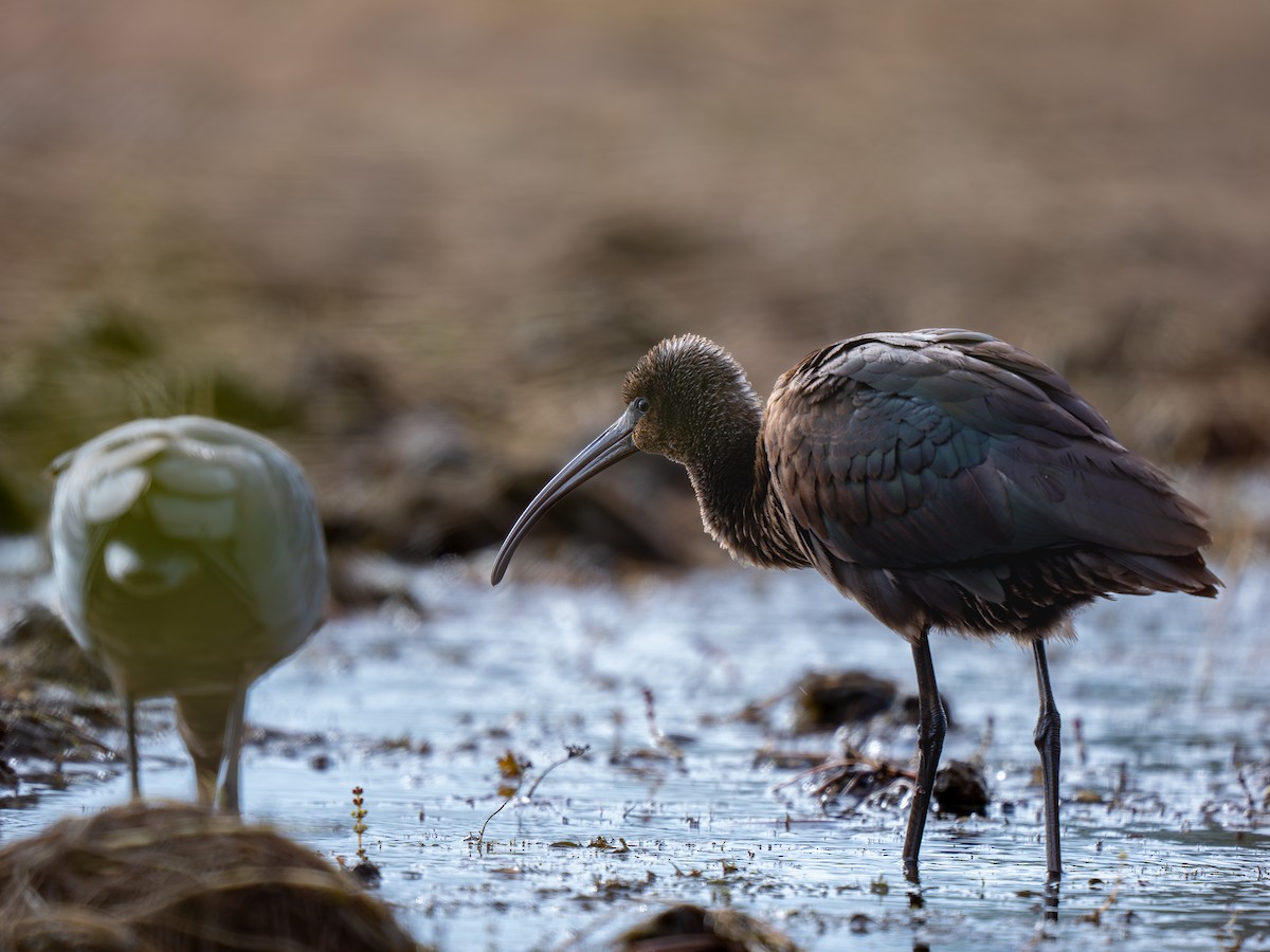 Glossy Ibis - ML642865115