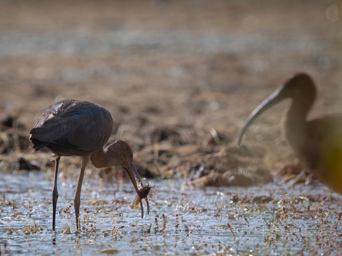 Glossy Ibis - ML642865116