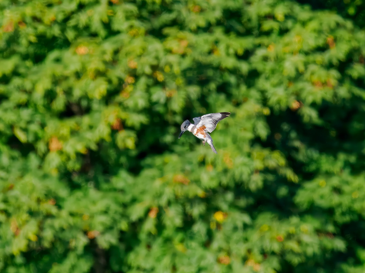 Belted Kingfisher - ML642865119