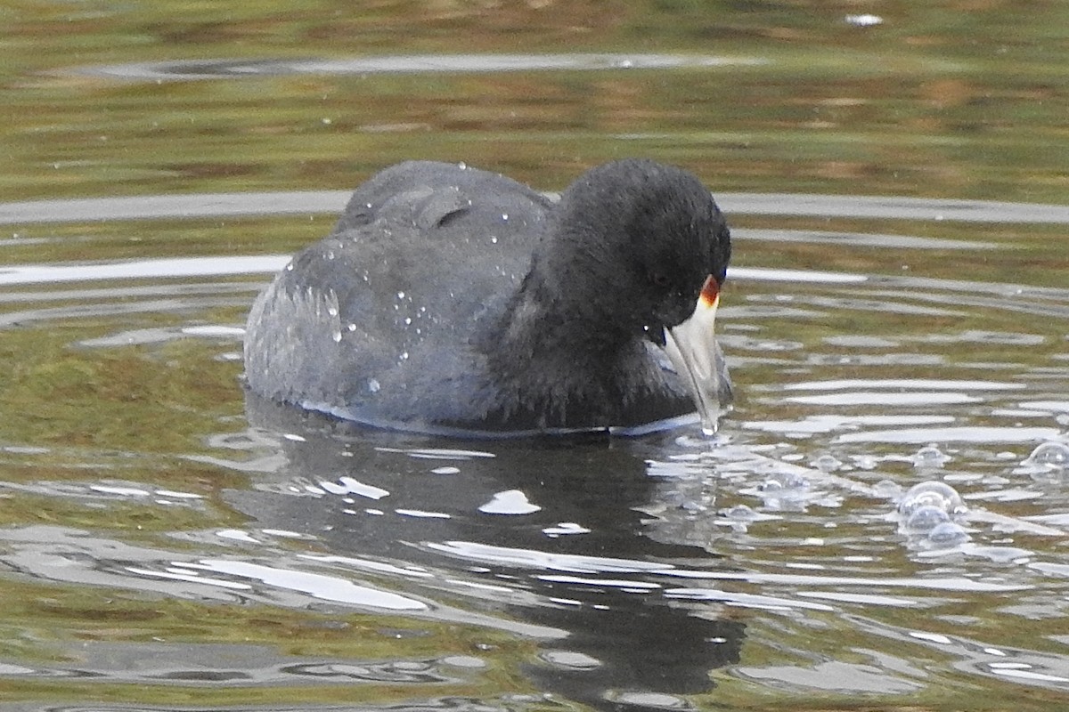 American Coot - ML642865120