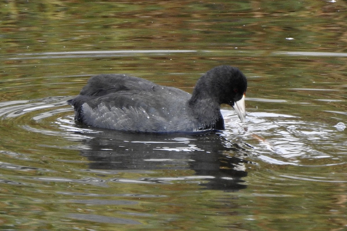 American Coot - ML642865121