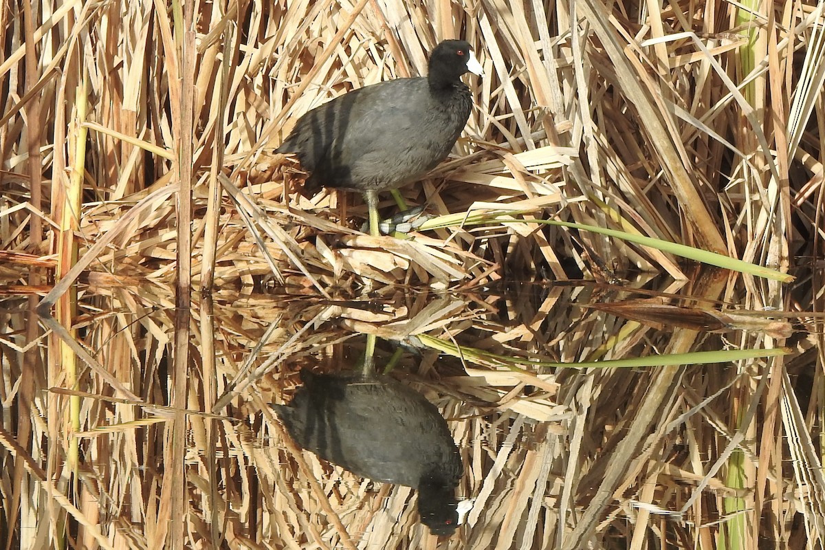 American Coot - ML642865122
